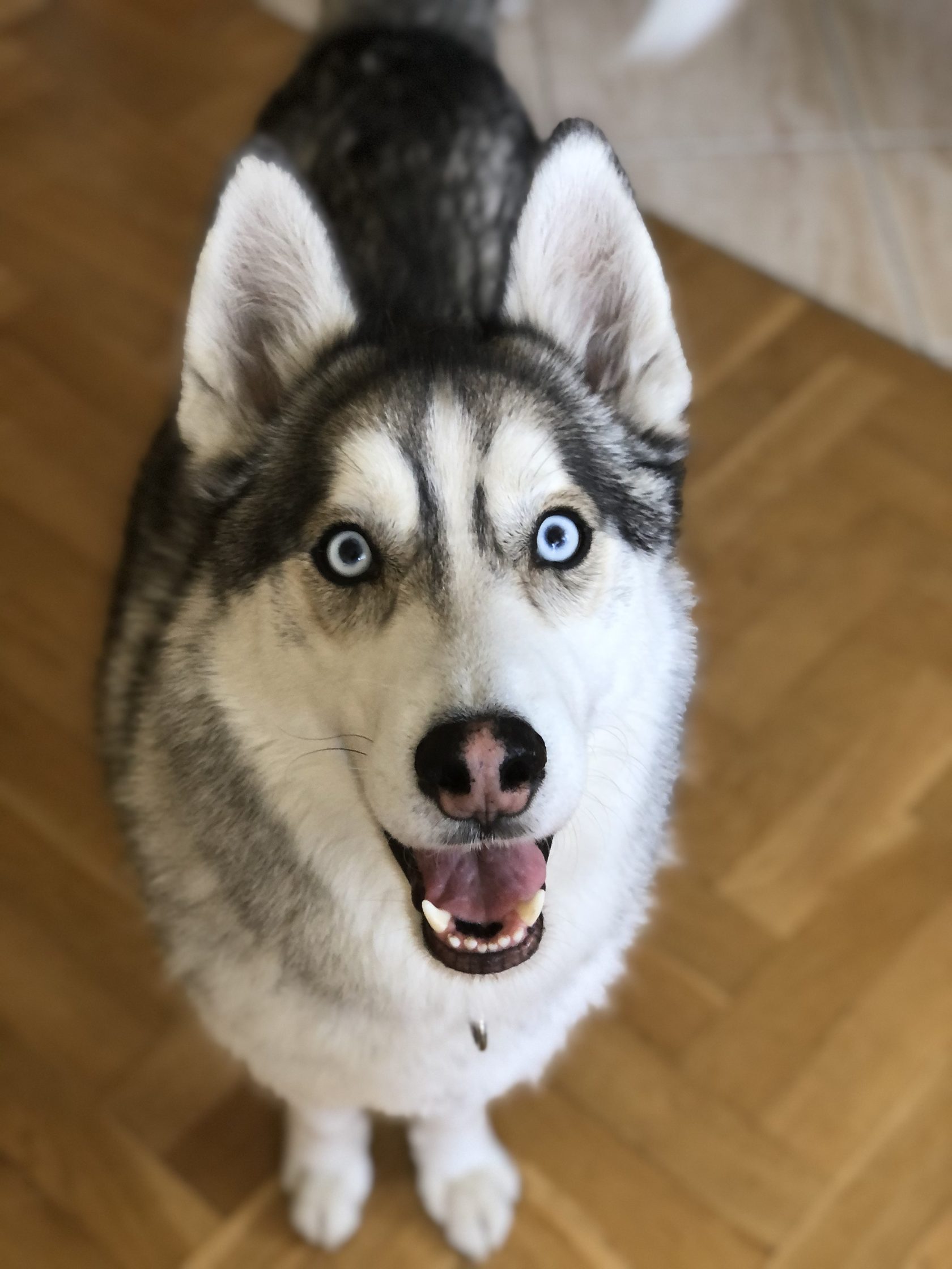 Husky czekający spokojnie na opiekę w domu