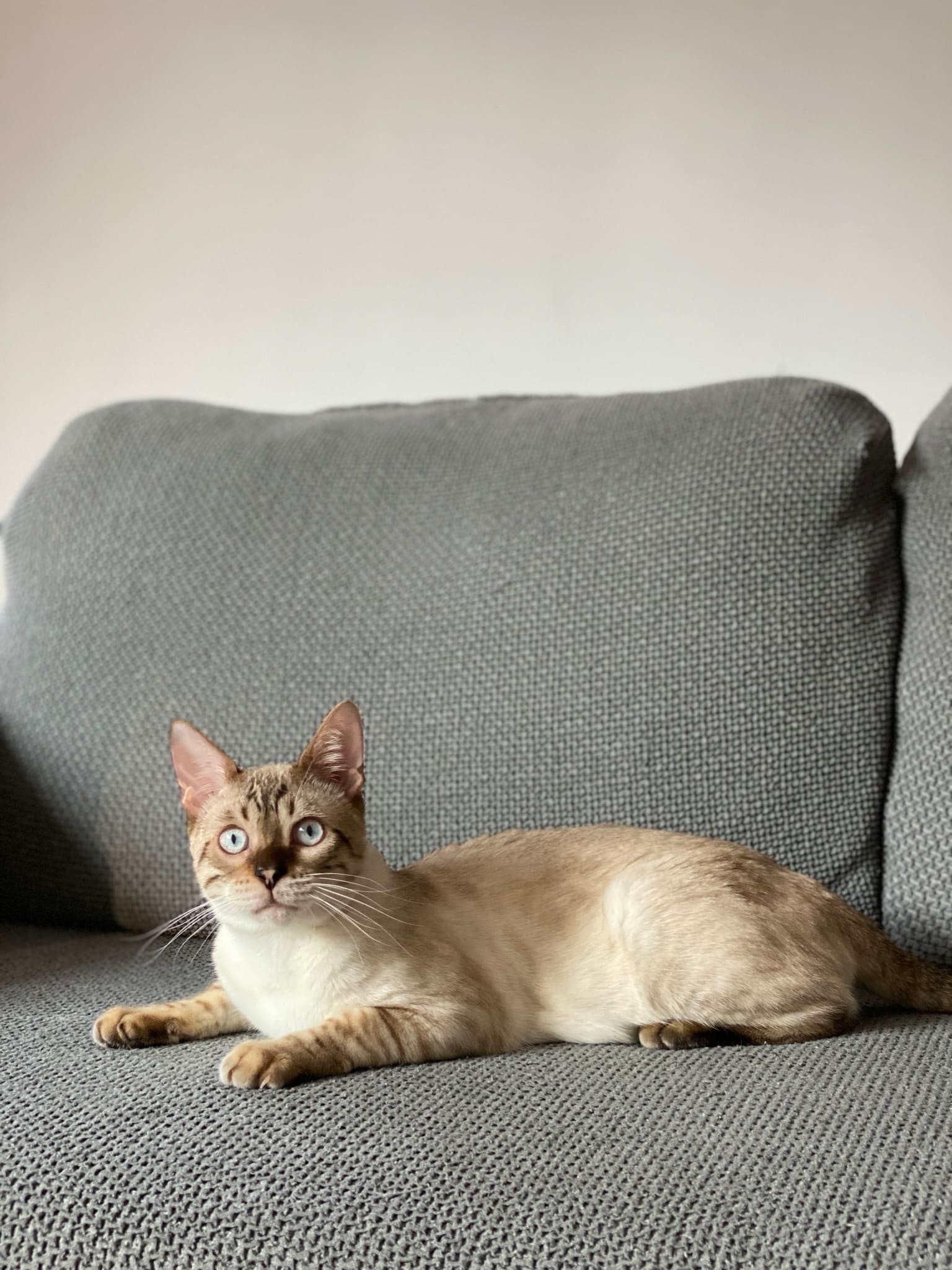 Catsitter Alvis podczas wizyty u kota