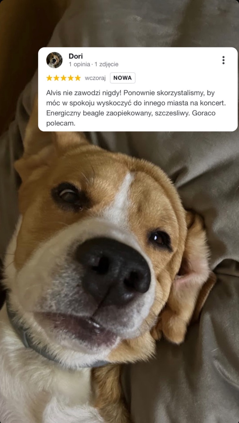 Zdjęcie psa rasy beagle i opinia klienta Alvis
