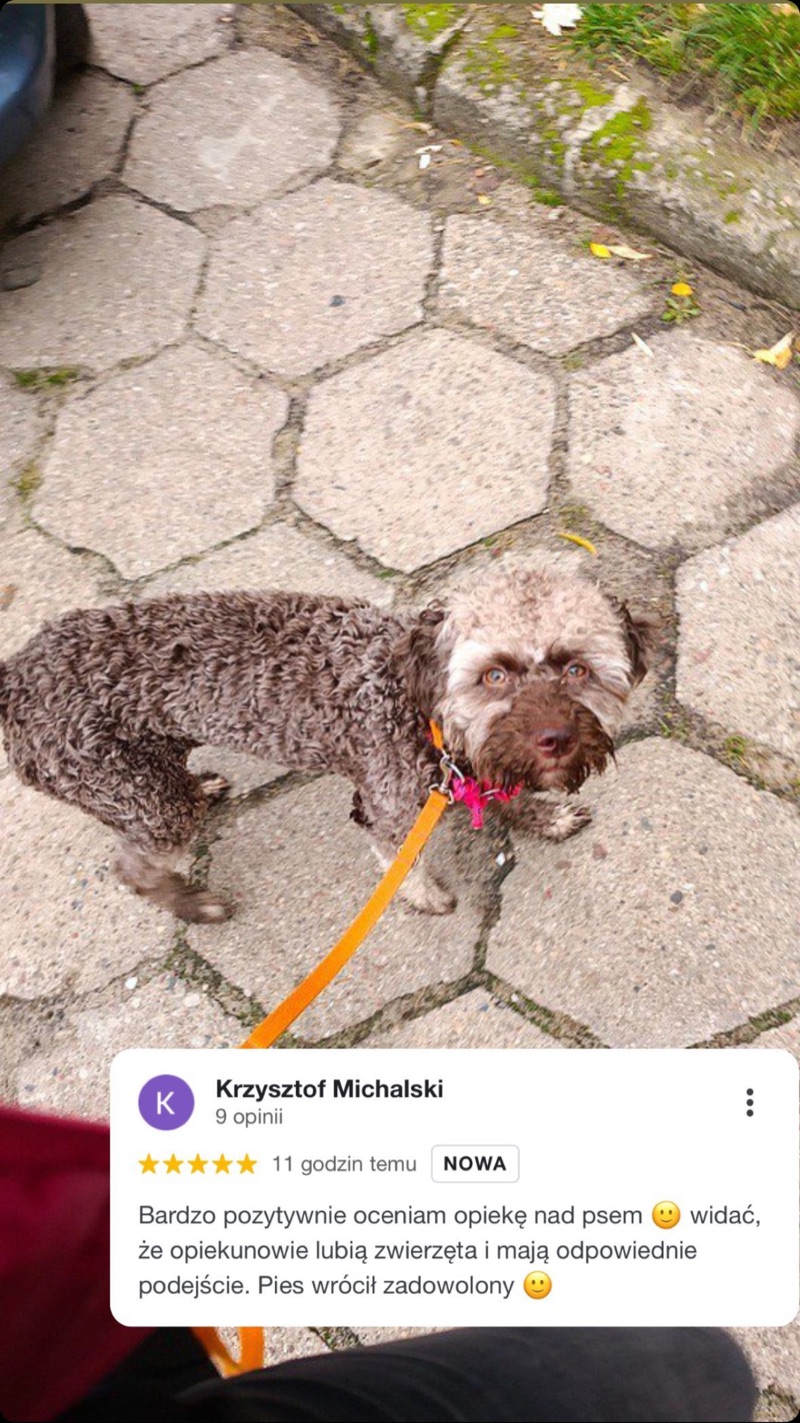 Zdjęcie psa na spacerze i opinia o opiece Alvis