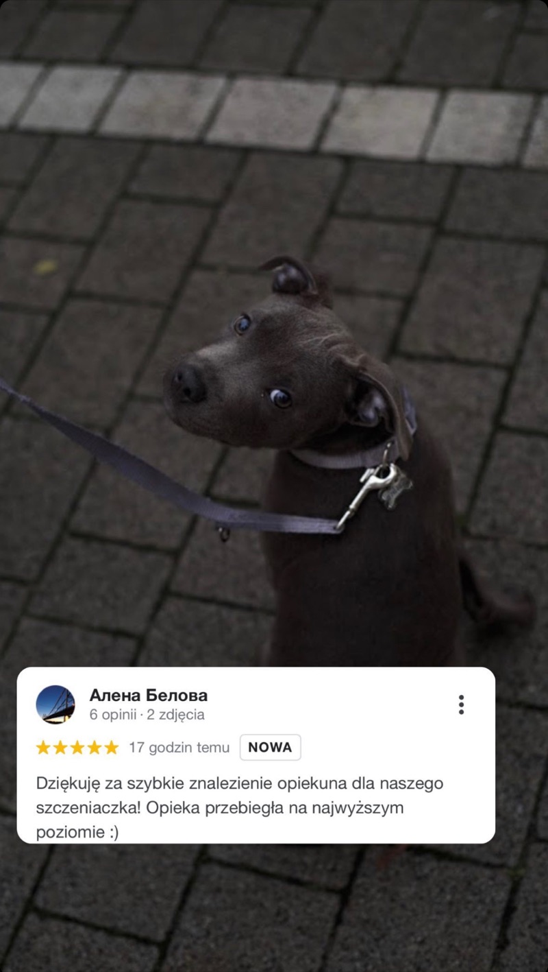 Zdjęcie szczeniaka na spacerze i opinia o opiece Alvis