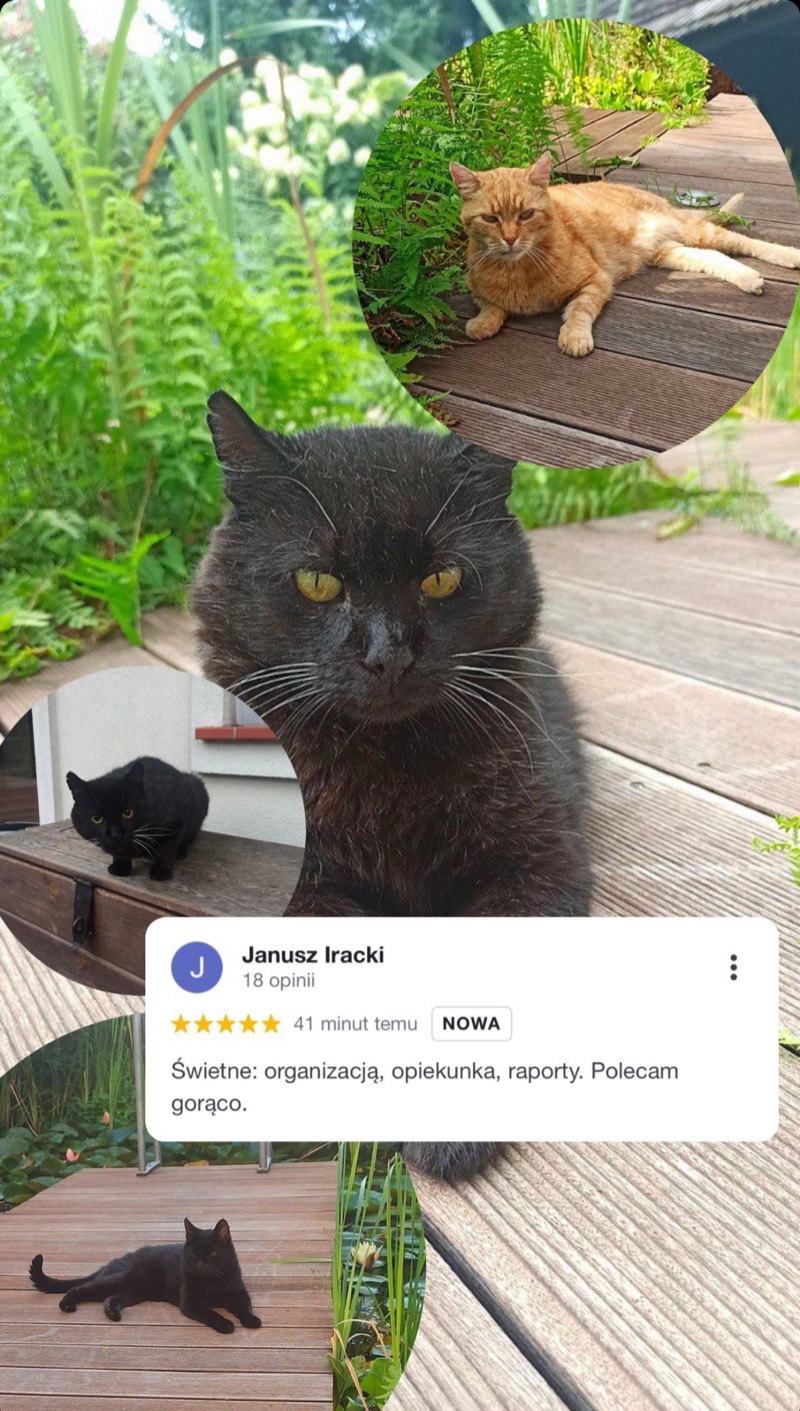 Zdjęcia dwóch kotów i opinia o opiece Alvis