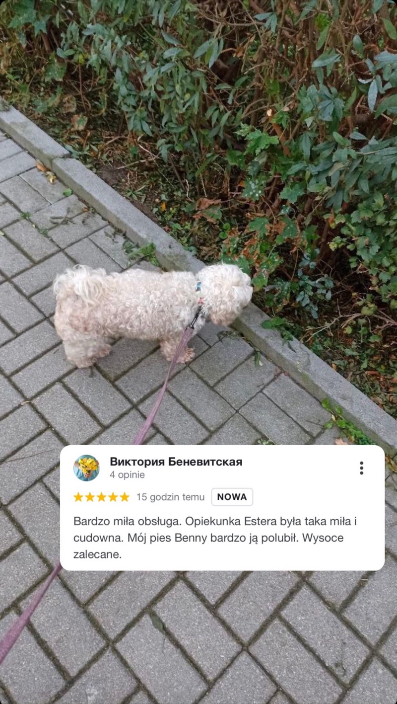 Zdjęcie białego psa na spacerze i opinia o opiekunce Alvis