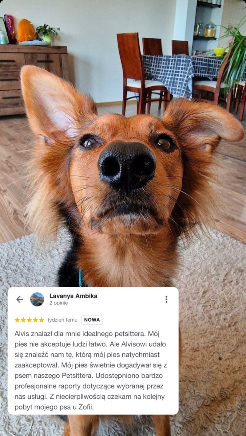 Opinia klienta Alvis o opiece nad psem w domu