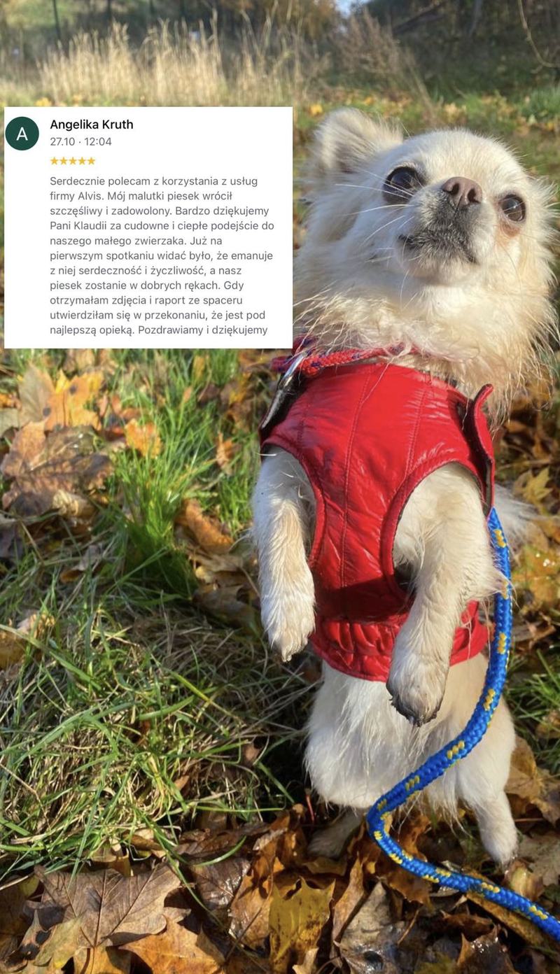 Opinia klienta Alvis o opiece nad psem