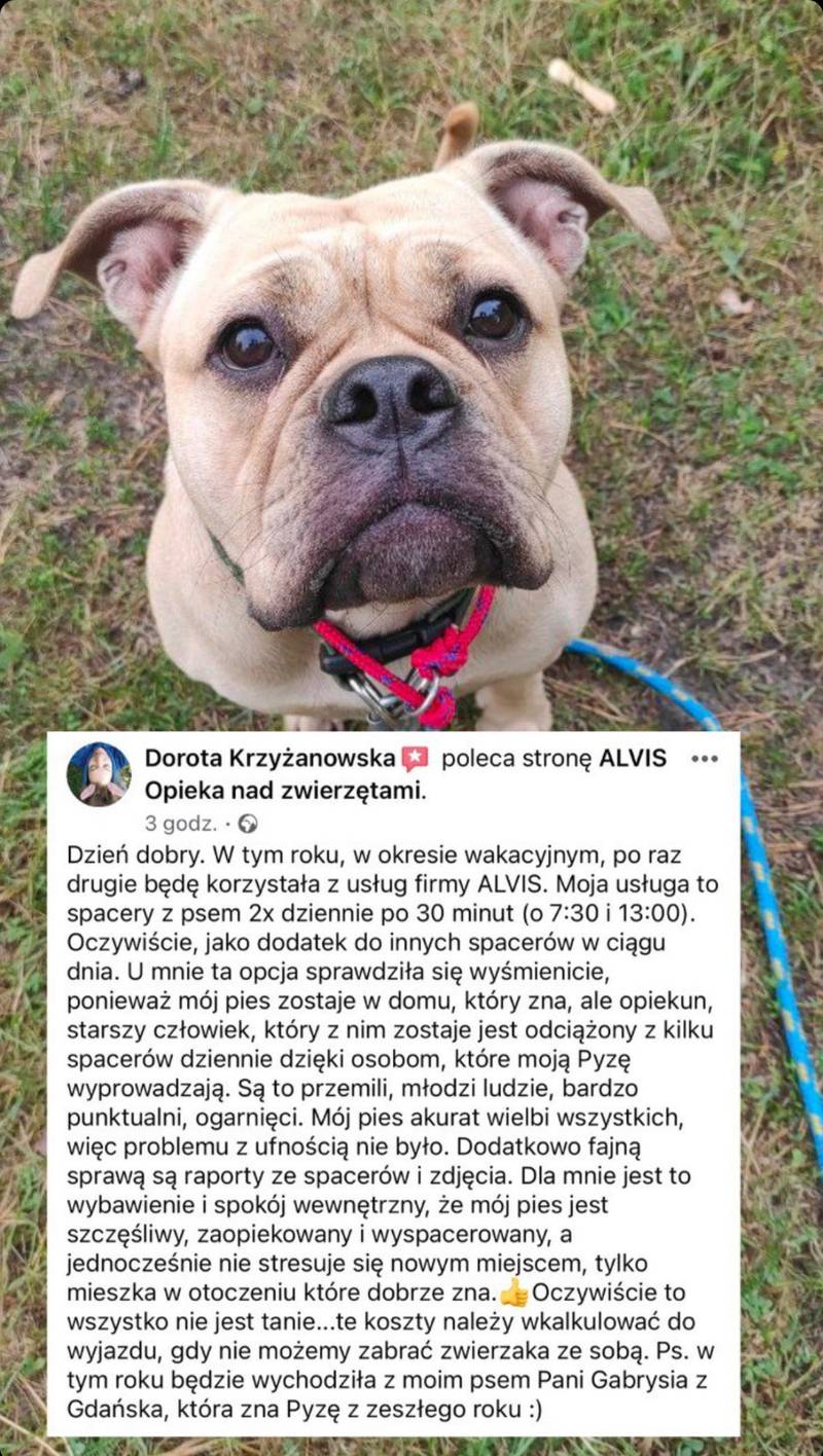 Opinia klienta Alvis o opiece nad psem