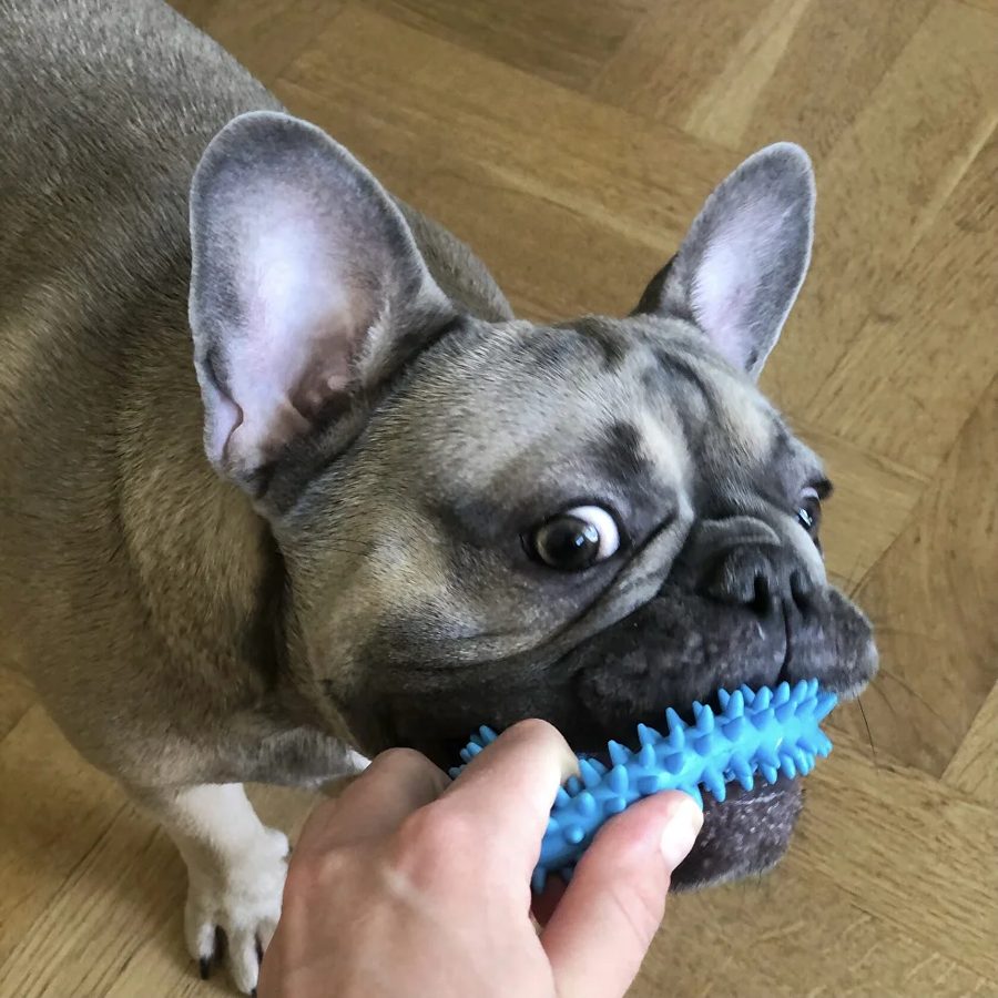 Petsitter Alvis na spacerze z podopiecznym
