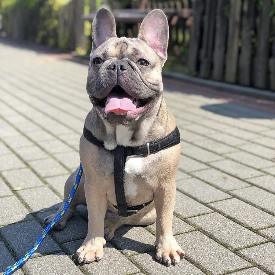 Petsitter Alvis podczas opieki nad psem