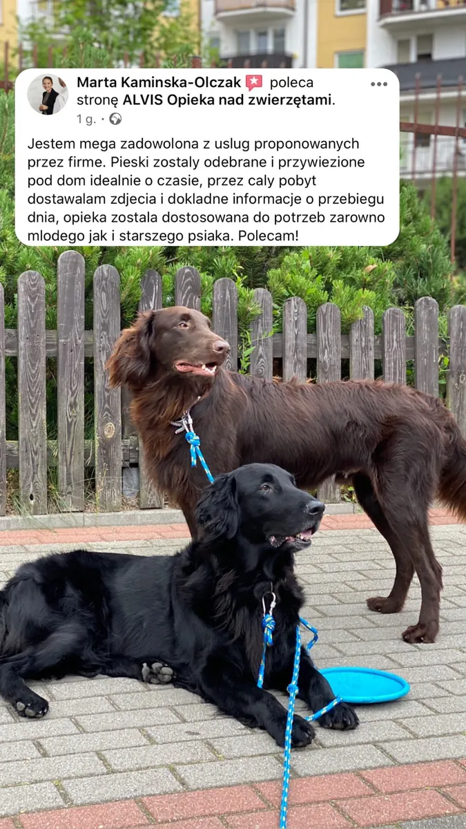 Opinia klienta o serwisie Alvis