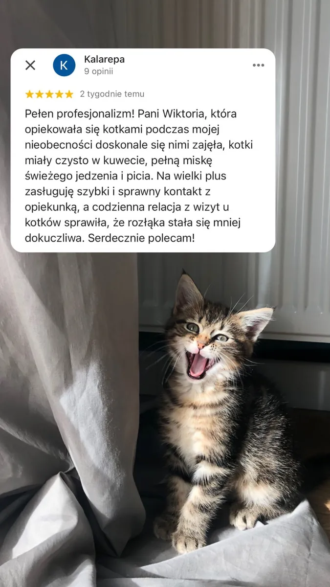 Opinia klientki o opiece nad kotem w Alvis