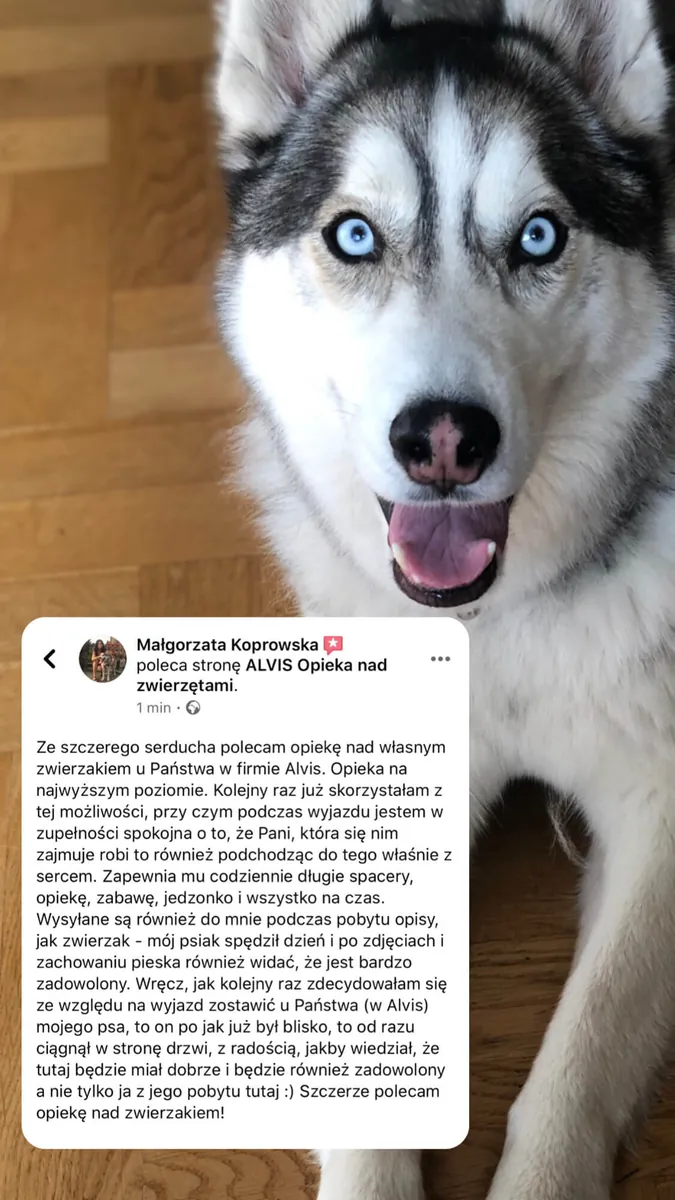 Opinia klienta o opiece nad psem w Alvis
