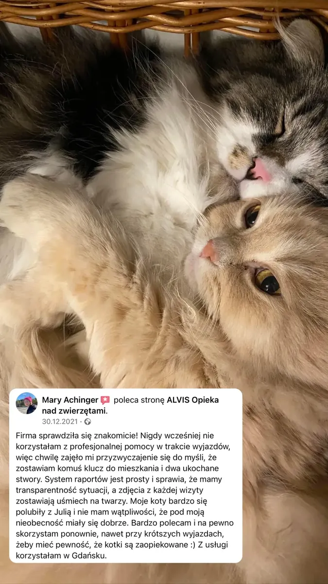Recenzja klienta Alvis
